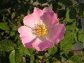 fiore