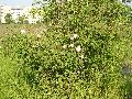 pianta