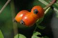 frutto