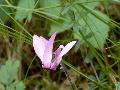 fiore