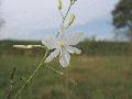 fiore