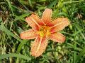Hemerocallis fulva (L.) L. BIOLVEG