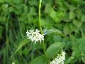 Vincetoxicum hirundinaria Medicus s.l. BIOLVEG