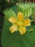 Abutilon theophrasti L.W. Medicus BIOLVEG