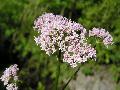 Valeriana officinalis L. BIOLVEG
