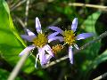 Aster tripolium L. subsp. tripolium BIOLVEG