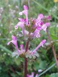 Lamium amplexicaule L. subsp. amplexicaule BIOLVEG